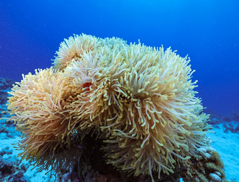 CMAS 2 YILDIZ DALICI EĞİTİMİ