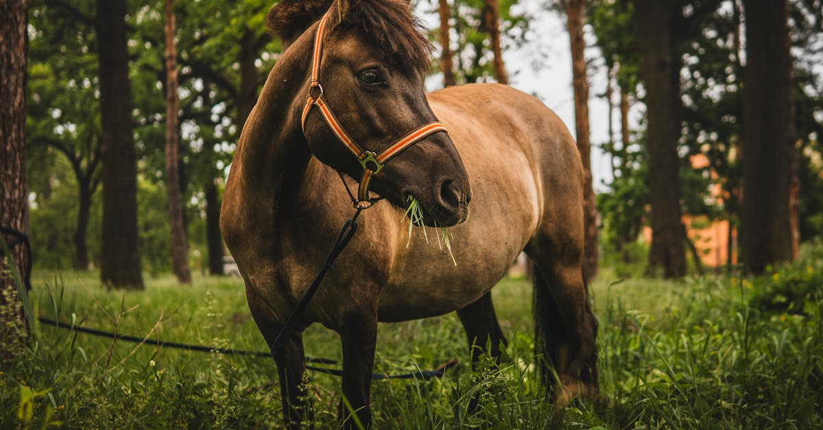 Atahan Atlı Spor Kulübü