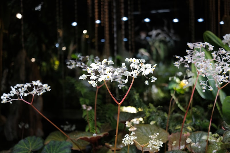 Mirabelle Floral Kurumsal